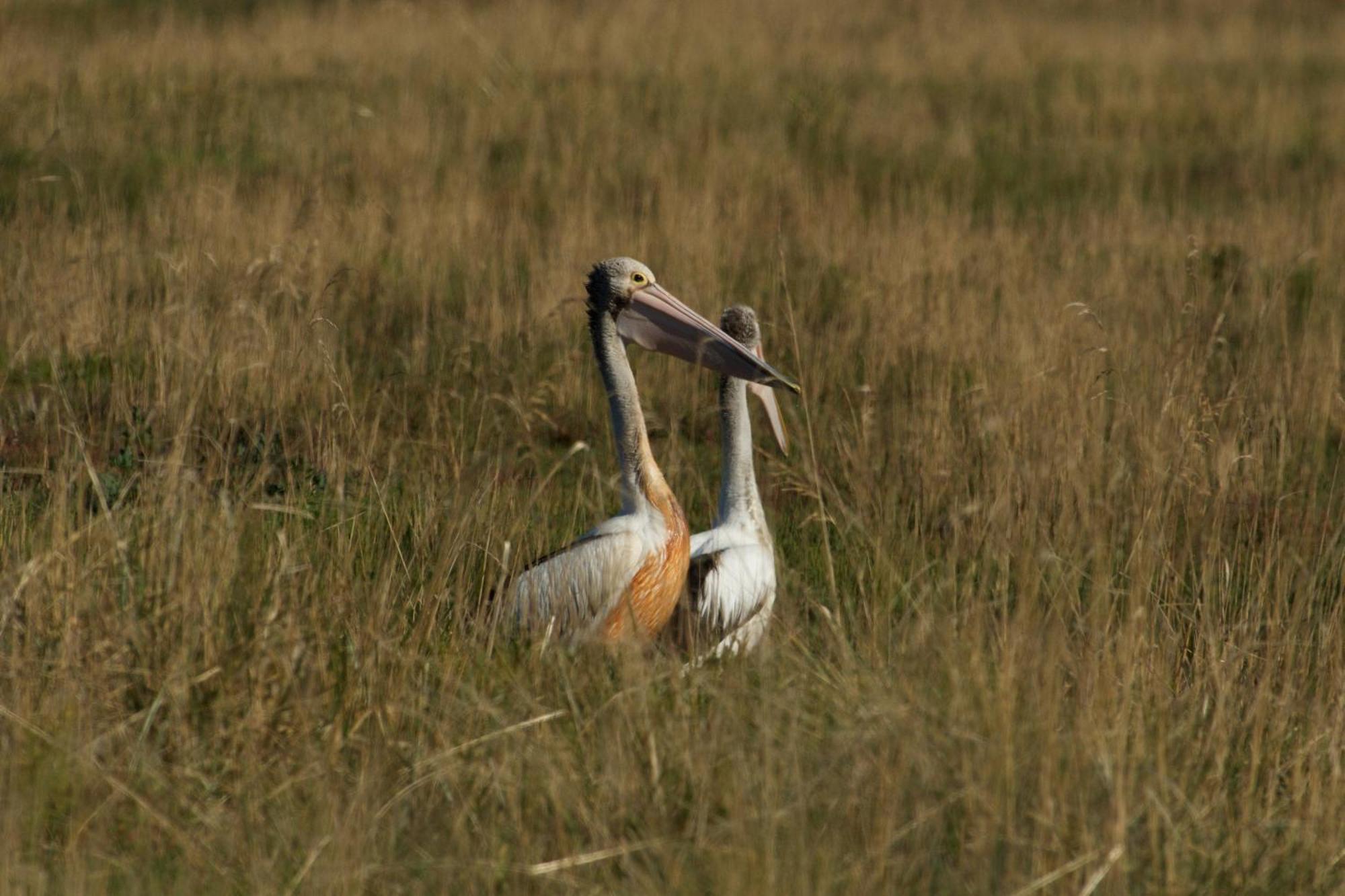 Pelican Point Sanctuary เซนต์เฮเลนส์ ภายนอก รูปภาพ