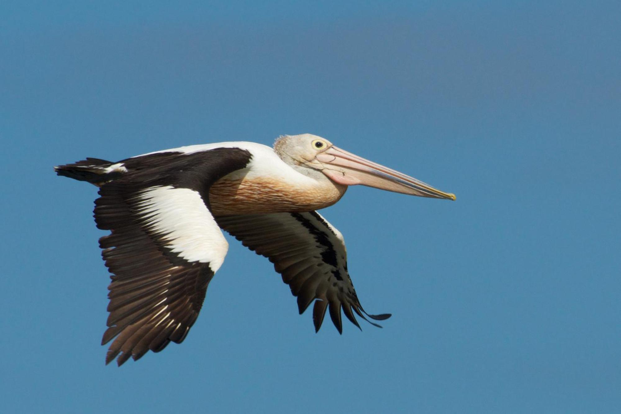 Pelican Point Sanctuary เซนต์เฮเลนส์ ภายนอก รูปภาพ