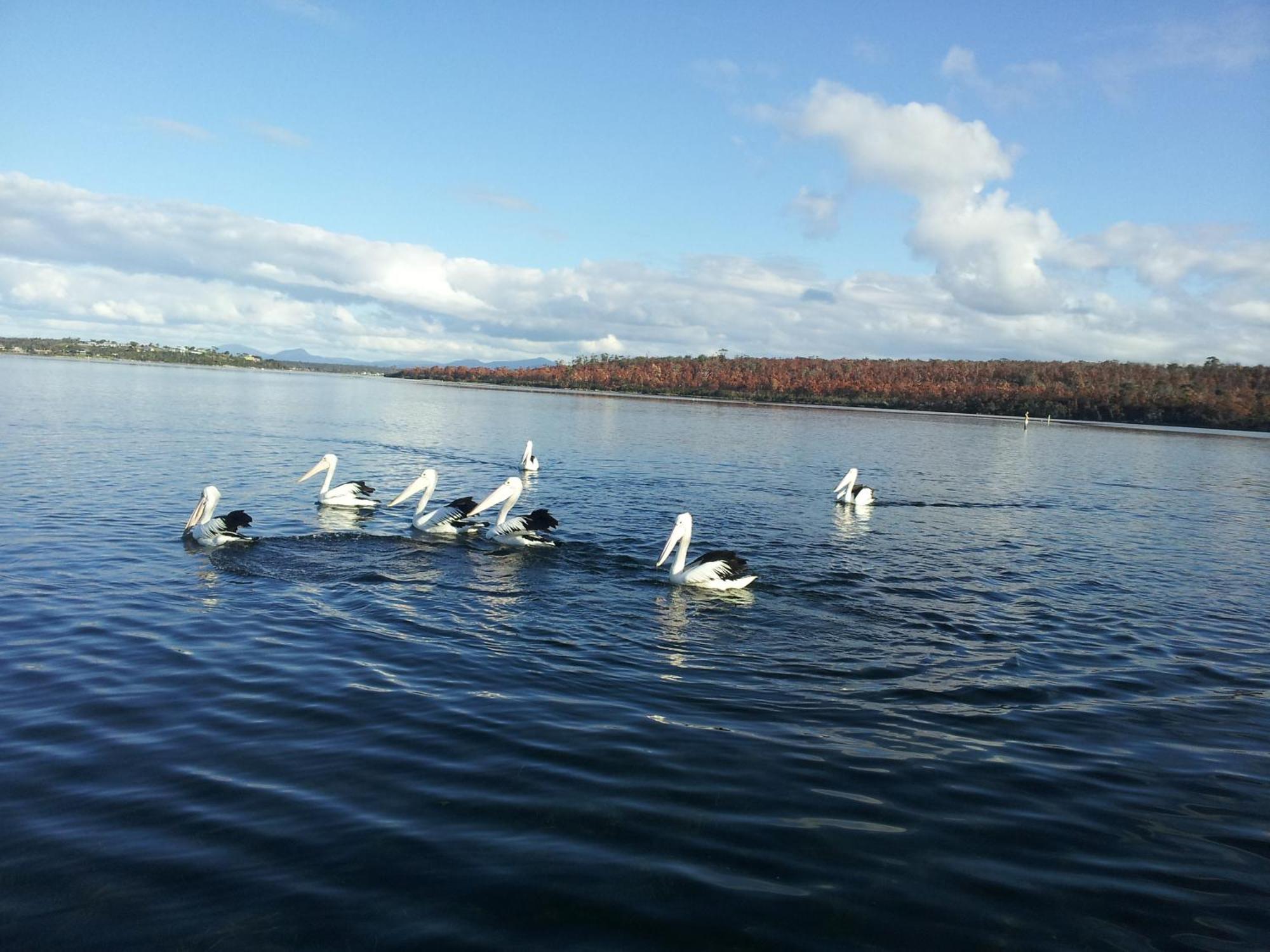 Pelican Point Sanctuary เซนต์เฮเลนส์ ภายนอก รูปภาพ